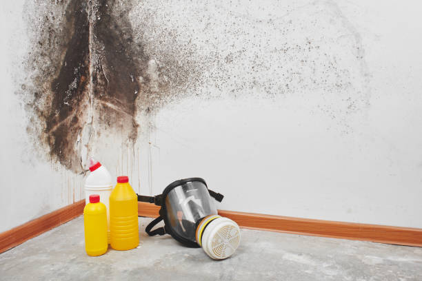 Best Mold Removal for HVAC Installations  in Gosport, IN